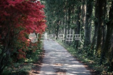 숲길, 숲, 길, 산책로, 산책, 사진,이미지,일러스트,캘리그라피 - 헤쎄드작가 크라우드픽 - 저작권 걱정 없는 상업용 이미지