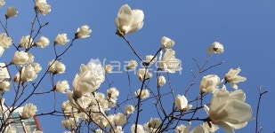 목련, 백목련, 봄꽃, 꽃, flower, 사진,이미지,일러스트,캘리그라피 - 라라랜드0406작가 크라우드픽 - 저작권 걱정 없는 상업용 이미지