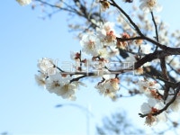 봄, 벚꽃, 벚꽃가지, flower, 꽃, 사진,이미지,일러스트,캘리그라피 - wendyspring작가 크라우드픽 - 저작권 걱정 없는 상업용 이미지