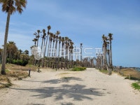 nature, 자연, 해변, 야자수, 나무, 사진,이미지,일러스트,캘리그라피 - 영수길작가 크라우드픽 - 저작권 걱정 없는 상업용 이미지