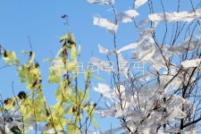 nature, 자연, 성황나무, 리본, 리본달린나무, 사진,이미지,일러스트,캘리그라피 - Npsyno2작가 크라우드픽 - 저작권 걱정 없는 상업용 이미지
