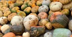호박, 채소, 농산물, 단호박, squash, 사진,이미지,일러스트,캘리그라피 - 블루라인작가 크라우드픽 - 저작권 걱정 없는 상업용 이미지