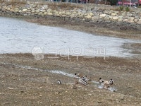 자갈, 바위, 바다, 새, 기러기, 사진,이미지,일러스트,캘리그라피 - 대박이어멈작가 크라우드픽 - 저작권 걱정 없는 상업용 이미지