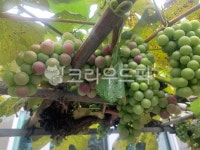 포도나무, grapes, 포도, 음식, food, 사진,이미지,일러스트,캘리그라피 - always325작가 크라우드픽 - 저작권 걱정 없는 상업용 이미지