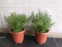 허브, 식물, 화분, 하얀벽, 향기, 사진,이미지,일러스트,캘리그라피 - 그레이스작가 크라우드픽 - 저작권 걱정 없는 상업용 이미지