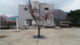 나무, 홀로, 세움, 소나무, 두가지, 사진,이미지,일러스트,캘리그라피 - 바우(bow)작가 크라우드픽 - 저작권 걱정 없는 상업용 이미지