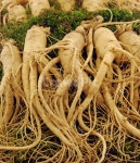 수삼, 인삼, 삼, 건강, 건강식, 사진,이미지,일러스트,캘리그라피 - 프리이미지작가 크라우드픽 - 저작권 걱정 없는 상업용 이미지