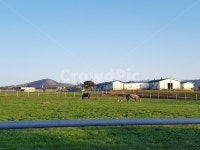 말, 목장, 들, 목초지, 동물, 사진,이미지,일러스트,캘리그라피 - 천적작가 크라우드픽 - 저작권 걱정 없는 상업용 이미지