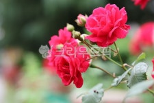 장미, 장미꽃, 빨간꽃, 꽃, 장미송이, 사진,이미지,일러스트,캘리그라피 - river90작가 크라우드픽 - 저작권 걱정 없는 상업용 이미지