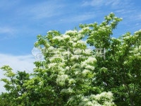 plant, 식물, 가로수, 이팝나무, 흰꽃, 사진,이미지,일러스트,캘리그라피 - 일번지으뜸이작가 크라우드픽 - 저작권 걱정 없는 상업용 이미지