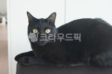 애완동물, 고양이, 집고양이, 검은고양이, 노란눈, 사진,이미지,일러스트,캘리그라피 - Soja작가 크라우드픽 - 저작권 걱정 없는 상업용 이미지