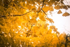 은행나무, 가로수길, road, 단풍, 식물, 사진,이미지,일러스트,캘리그라피 - 세담작가 크라우드픽 - 저작권 걱정 없는 상업용 이미지