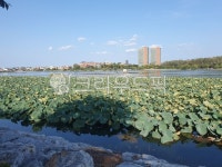 남매못, 남매지, 저수지, 둘레길, 자연, 사진,이미지,일러스트,캘리그라피 - goqkfkrl4u작가 크라우드픽 - 저작권 걱정 없는 상업용 이미지