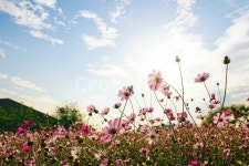 코스모스, cosmos, 꽃, flower, blossom, 사진,이미지,일러스트,캘리그라피 - 말티즈작가 크라우드픽 - 저작권 걱정 없는 상업용 이미지