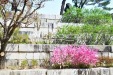 창덕궁, 낙선재, 후원, 화계, 봄, 사진,이미지,일러스트,캘리그라피 - 백봉작가 크라우드픽 - 저작권 걱정 없는 상업용 이미지