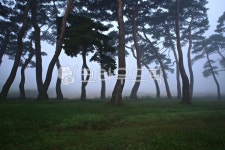 솔밭, 소나무, 안개, 자연, 아침풍경, 사진,이미지,일러스트,캘리그라피 - pandora4077작가 크라우드픽 - 저작권 걱정 없는 상업용 이미지