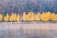 괴산군, 문광지, 양곡저수지, 가을, 은행나무, 사진,이미지,일러스트,캘리그라피 - 순딩이작가 크라우드픽 - 저작권 걱정 없는 상업용 이미지
