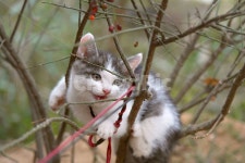 고양이, 산책, 애완동물, 새끼고양이, 반려동물, 사진,이미지,일러스트,캘리그라피 - heywick작가 크라우드픽 - 저작권 걱정 없는 상업용 이미지