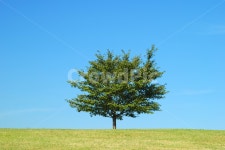 나무, 자연, 한그루, 들판, 언덕, 사진,이미지,일러스트,캘리그라피 - 프리이미지작가 크라우드픽 - 저작권 걱정 없는 상업용 이미지