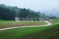 태백, 매봉산, 고냉지, 채소, 배추밭, 사진,이미지,일러스트,캘리그라피 - 대송작가 크라우드픽 - 저작권 걱정 없는 상업용 이미지