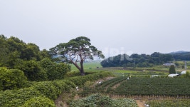 자연, 풍경, 소나무, 밭, 구름, 사진,이미지,일러스트,캘리그라피 - chastar작가 크라우드픽 - 저작권 걱정 없는 상업용 이미지