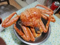 킹크랩, 대게, 홍게, 활게, 왕게, 사진,이미지,일러스트,캘리그라피 - 원이형작가 크라우드픽 - 저작권 걱정 없는 상업용 이미지