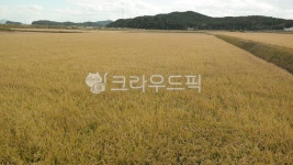 논, 쌀, 벼, 수확, 평야, 사진,이미지,일러스트,캘리그라피 - Nkshint73작가 크라우드픽 - 저작권 걱정 없는 상업용 이미지