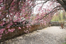 순천, 선암사, 만첩왕벚, 왕벚꽃, 겹벚꽃, 사진,이미지,일러스트,캘리그라피 - Purun작가 크라우드픽 - 저작권 걱정 없는 상업용 이미지