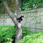 고양이, 나무, 턱시도고양이, 나무위고양이, 봄고양이, 사진,이미지,일러스트,캘리그라피 - Nbygift작가 크라우드픽 - 저작권 걱정 없는 상업용... 