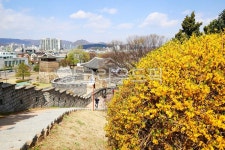 개나리, 봄, 성벽, 수원화성, 외곽길, 사진,이미지,일러스트,캘리그라피 - 수퍼프로작가 크라우드픽 - 저작권 걱정 없는 상업용 이미지