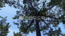 소나무, 숲, 하늘, 햇빛, 나무숲, 사진,이미지,일러스트,캘리그라피 - 주디네옥탑방작가 크라우드픽 - 저작권 걱정 없는 상업용 이미지