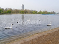 호수, 백조, 공원, 조류, 흰색, 사진,이미지,일러스트,캘리그라피 - saeromy72작가 크라우드픽 - 저작권 걱정 없는 상업용 이미지