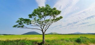 제주, 나홀로, 왕따, 배경화면, nature, 사진,이미지,일러스트,캘리그라피 - Fromdaytoday작가 크라우드픽 - 저작권 걱정 없는 상업용 이미지