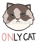 고양이, cat, only, 동물, 귀여운, 사진,이미지,일러스트,캘리그라피 - 코지코아작가 크라우드픽 - 저작권 걱정 없는 상업용 이미지