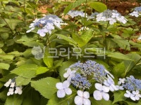 flower, 꽃, 잎, leaf, 꽃잎, 사진,이미지,일러스트,캘리그라피 - kjsun56작가 크라우드픽 - 저작권 걱정 없는 상업용 이미지