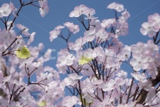 인조꽃, 무향꽃, 향기없는꽃, 분홍꽃, 한강꽃, 사진,이미지,일러스트,캘리그라피 - Npty95작가 크라우드픽 - 저작권 걱정 없는 상업용 이미지