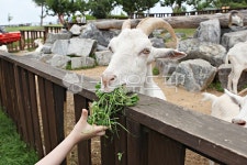 염소, 동물, 팜랜드, 목장, 먹이, 사진,이미지,일러스트,캘리그라피 - youngwon작가 크라우드픽 - 저작권 걱정 없는 상업용 이미지