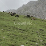 자연, 알프스, 염소, 돌산, 산, 사진,이미지,일러스트,캘리그라피 - leealdeal작가 크라우드픽 - 저작권 걱정 없는 상업용 이미지