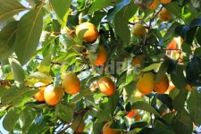 감, 감나무, 나무, 식물, 과일, 사진,이미지,일러스트,캘리그라피 - 청랑작가 크라우드픽 - 저작권 걱정 없는 상업용 이미지