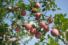 사과, apple, 부사, 가을사과, 사과나무, 사진,이미지,일러스트,캘리그라피 - 또로뚤리작가 크라우드픽 - 저작권 걱정 없는 상업용 이미지