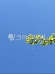 하늘, 낮에뜬달, 손톱달, 눈썹달, 초승달, 사진,이미지,일러스트,캘리그라피 - Nbeat0621작가 크라우드픽 - 저작권 걱정 없는 상업용 이미지