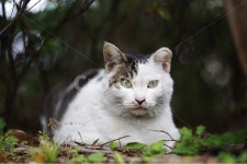 고양이, 길고양이, 길냥이, 동물, 애완동물, 사진,이미지,일러스트,캘리그라피 - 송갸작가 크라우드픽 - 저작권 걱정 없는 상업용 이미지