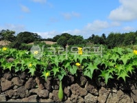 plant, 식물, 돌담, 민속마을, 옛집, 사진,이미지,일러스트,캘리그라피 - 메그너스작가 크라우드픽 - 저작권 걱정 없는 상업용 이미지