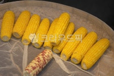 옥수수, 음식, 찰옥수수, 노란옥수수, 알맹이, 사진,이미지,일러스트,캘리그라피 - natsu u작가 크라우드픽 - 저작권 걱정 없는 상업용 이미지