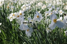 수선화, 꽃, 정원, 꽃밭, 하얀, 사진,이미지,일러스트,캘리그라피 - dukybbo작가 크라우드픽 - 저작권 걱정 없는 상업용 이미지