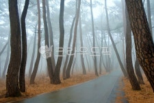 통도사소나무길, 극락암소나무길, 통도사솔숲길, 극락암솔숲길, nature, 사진,이미지,일러스트,캘리그라피 - 영산공작가 크라우드픽 - 저작권... 
