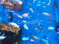 수족관, 아쿠아리움, 물고기, animal, fish, 사진,이미지,일러스트,캘리그라피 - 냐냐드로잉작가 크라우드픽 - 저작권 걱정 없는 상업용 이미지