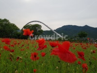 물의정원, 양귀비꽃, 남양주, 물의정원양귀비축제, 양귀비축제, 사진,이미지,일러스트,캘리그라피 - Moonlight95작가 크라우드픽 - 저작권... 