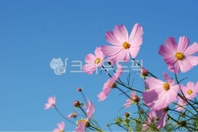 코스모스, 접사, 아웃포커싱, 가을, 하늘, 사진,이미지,일러스트,캘리그라피 - deadplant작가 크라우드픽 - 저작권 걱정 없는 상업용 이미지