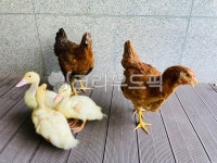 닭, 오리, 달과오리, 농장, 봄, 사진,이미지,일러스트,캘리그라피 - 헬렌의공감작가 크라우드픽 - 저작권 걱정 없는 상업용 이미지